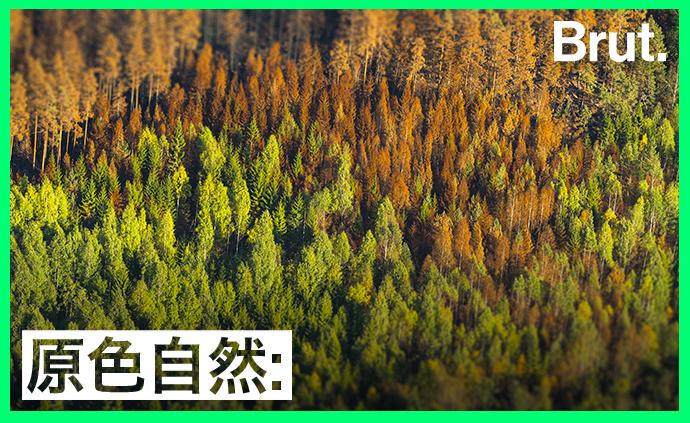 一座被大火燒毀的森林，是怎么恢復(fù)的？