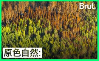 一座被大火燒毀的森林，是怎么恢復(fù)的？