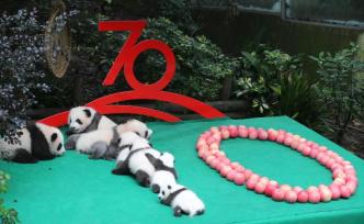 熊貓基地2019年新生熊貓寶寶集體亮相：排出一個“70”
