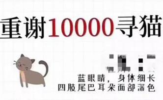 女子悬赏万元寻猫后疑不守诺，律师：属违约，需承担民事责任