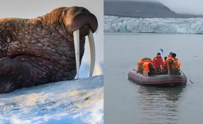 海象撞沉俄羅斯海軍登陸艇:無(wú)人受傷