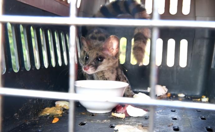 “豹貓”誤闖民宅，還是國家二級保護動物