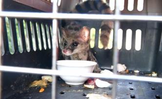 “豹貓”誤闖民宅，還是國家二級保護動物