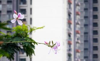南京市委書記張敬華：逐步擴(kuò)大人才房在商品房銷售中的比例