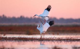 江西拟确定白鹤为“省鸟”：省人大常委会提请审议相关草案