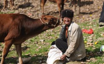 實(shí)拍大涼山牲畜交易市場(chǎng)，買(mǎi)賣(mài)雙方談好就數(shù)錢(qián)，一天交易千頭