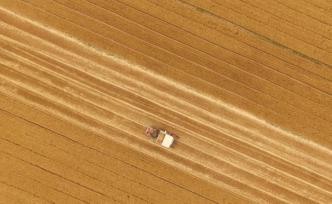 河南溫縣：全省小麥畝產(chǎn)第一縣，為糧食安全貢獻(xiàn)“溫麥良種”
