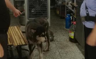 認為自家寵物犬被大狗欺負，狗主大打出手