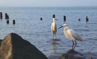 深耕四十，年華圳好，這里有你不知道的深圳24小時