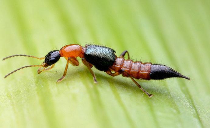 將隱翅蟲拍死在皮膚上會致命？事實并非如此