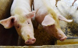 云南：扶持培育規(guī)模上萬頭的生豬企業(yè)，打造特色生豬產(chǎn)品品牌