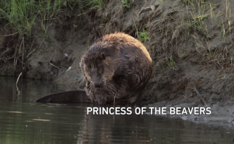 河貍的生存環(huán)境遭到威脅，女兒決定挑起保護重任