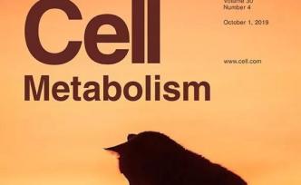 Cell子刊：大魚大肉吃三天，體重未動(dòng)大腦先變