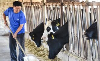 農(nóng)業(yè)農(nóng)村部：加大奶業(yè)發(fā)展的政策支持力度，推動(dòng)奶業(yè)做強(qiáng)做優(yōu)