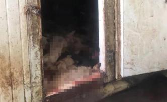 上百條狗被開膛破肚藏于冰庫，男子歸案后稱藥殺太多吃不完
