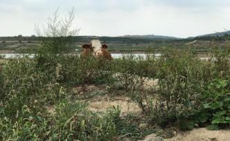 氣候變化背景下的農業調研：危機四伏的現代農業