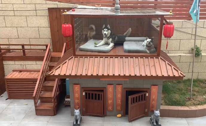 狗主为爱狗建了套“别墅”，还有泳池