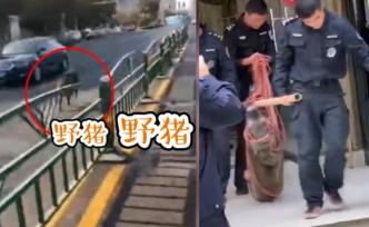 野豬街頭逆行狂奔，沖進面館被電暈擒獲