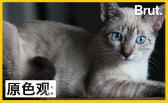 貓貓的胡須為什么會(huì)如此靈敏？