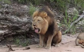 吃錯(cuò)東西要靠胃外翻清空，不能嘔吐的動(dòng)物們太難了