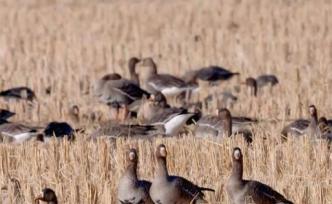 南遷候鳥(niǎo)在中國(guó)敬信濕地補(bǔ)給備飛吹響“集結(jié)號(hào)”