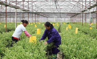 總書記關(guān)心的百姓身邊事丨特色產(chǎn)業(yè)給貧困戶種出“搖錢樹”