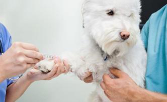 狗有精神病、貓要出國治療……恩施男子冒充寵物醫(yī)生詐騙獲刑