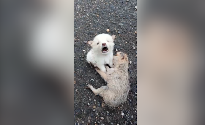 小狗雨天守身亡同伴，哀嚎声让路人泪目