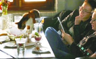 左手咖啡、右手抱猫，宠物餐厅卫生有隐患待监管