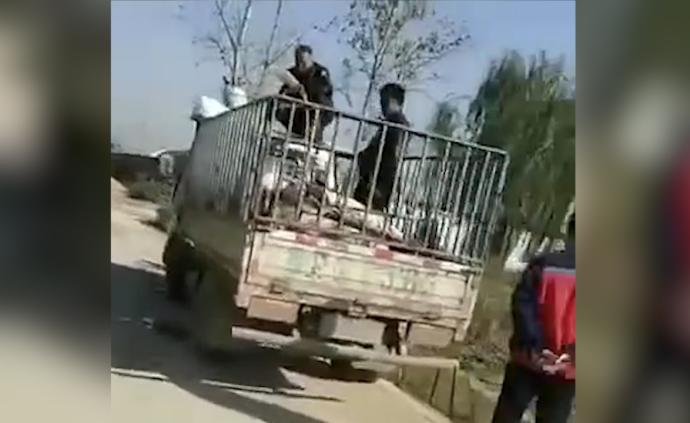豬販在河邊給活豬灌水,警方:未屠宰上市