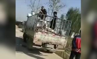 豬販在河邊給活豬灌水，警方：未屠宰上市