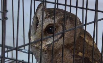 大眼猛禽闖小區(qū)，專家：保護動物領角鸮
