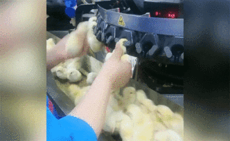 大開眼界！小雞“掛機”系斷喙和打疫苗