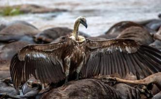 谁策划了这场“谋杀”？