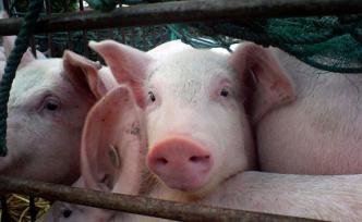 農業(yè)農村部：小型生豬屠宰場點以縣為單位計算，只減不增