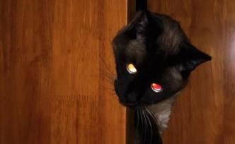 他把貓拍成了這樣......