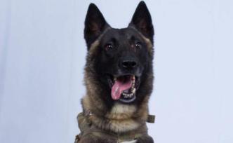 特朗普證實(shí)：將很快在白宮接見(jiàn)追殺巴格達(dá)迪的“英雄犬”