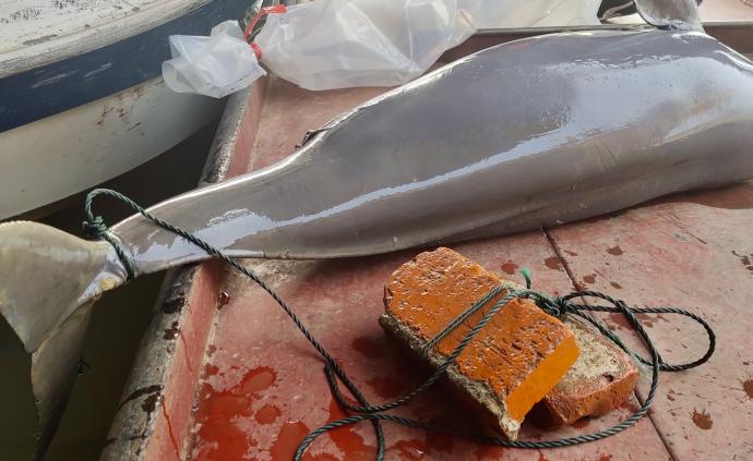 洞庭湖出現(xiàn)一頭死亡江豚，尾鰭綁有紅磚