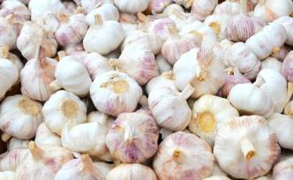 大蒜价格连续12个月上行：蒜价将保持高位但上涨空间有限