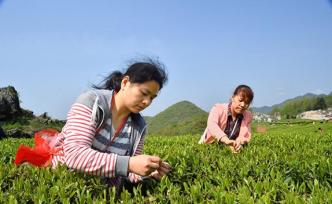 湖南安化：已有14萬余人實現(xiàn)脫貧，百余貧困村全部脫貧出列