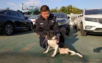 “猛犬”再度参与进博安保一无所获，为何说这是最好的结果？