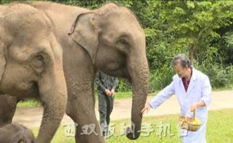 “亞洲象棲息地保護碳匯項目方法與研究”項目在西雙版納開展