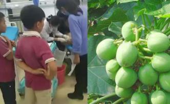 43名小學(xué)生誤食野果，多人腹痛嘔吐