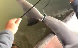 江豚誤入漁網(wǎng)窒息而亡，漁民疑怕?lián)?zé)沉尸