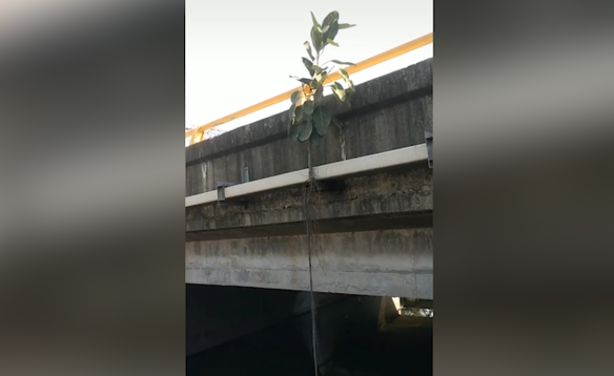 無土環(huán)境長出“樹堅強”，5米根須夠水源