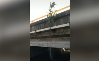 無土環(huán)境長出“樹堅強”，5米根須夠水源