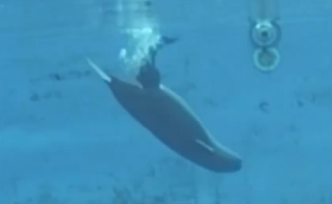 罕見！視頻記錄“微笑天使”長江江豚誕生瞬間