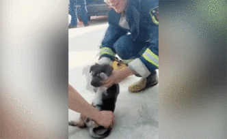 小警犬训练仰卧起坐，网友：狗生艰难