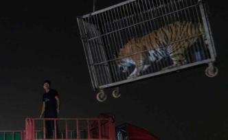 逃虎之死背后，是挣扎求生的马戏团