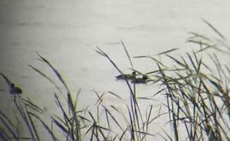 湖北老河口野保站回應(yīng)“候鳥遭毒殺”：將聯(lián)合漁政進(jìn)一步打擊